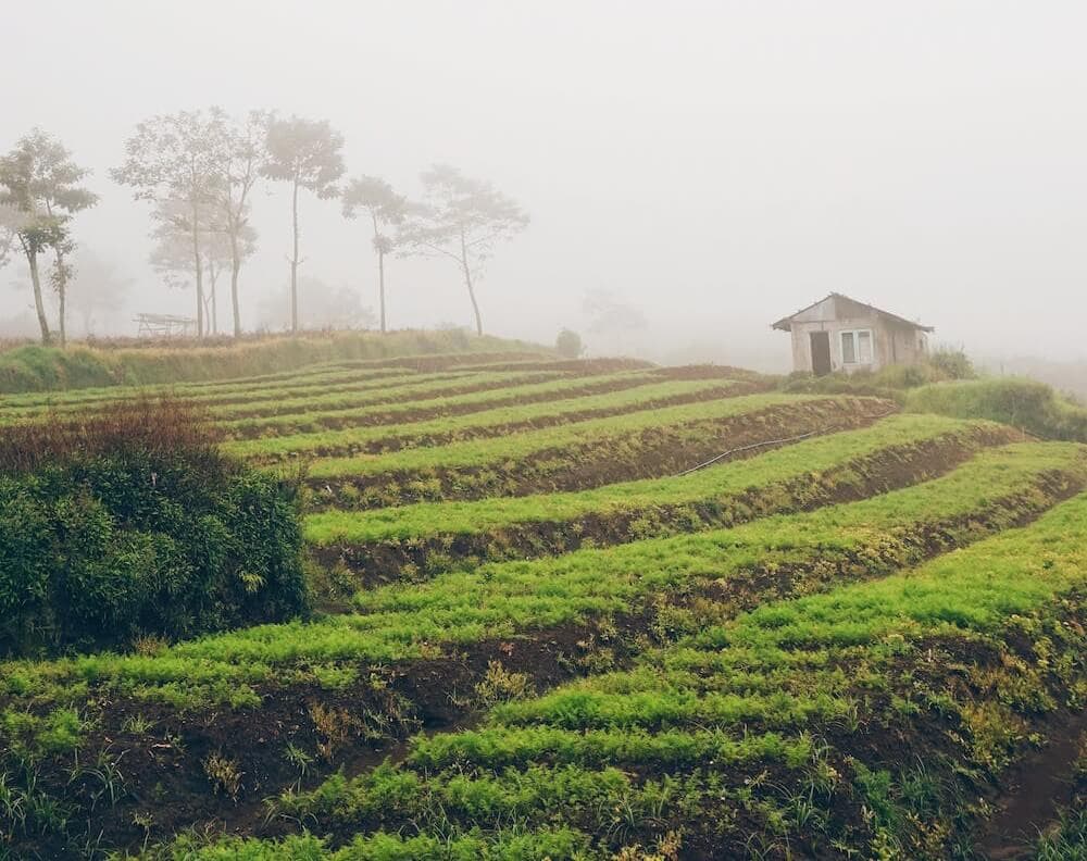Sustainable fruit tea sourcing