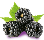 fresh-blackberries 4