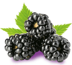 fresh-blackberries 4