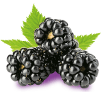 Fresh blackberries flavor